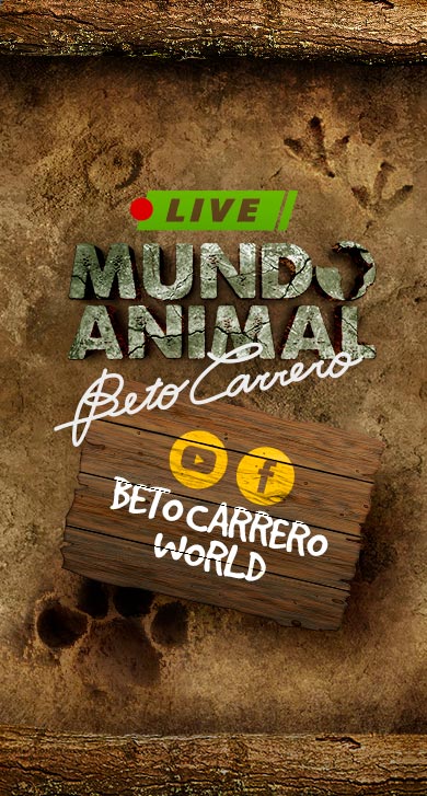 Beto Carrero lança área inédita no mundo com famosos e doação
