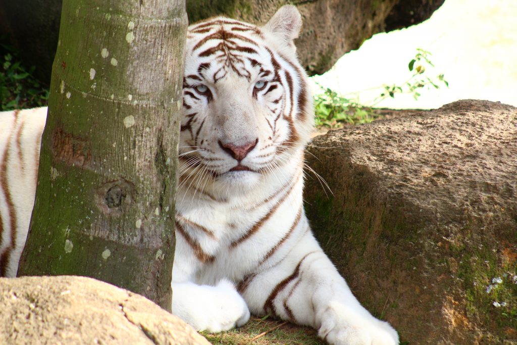 A zebra é um bicho preto com listras brancas ou branco com listras