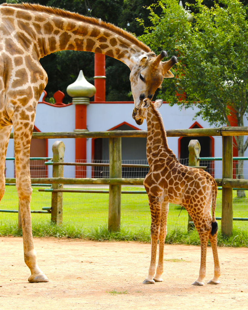 Os shows e o zoológico do Beto Carrero World