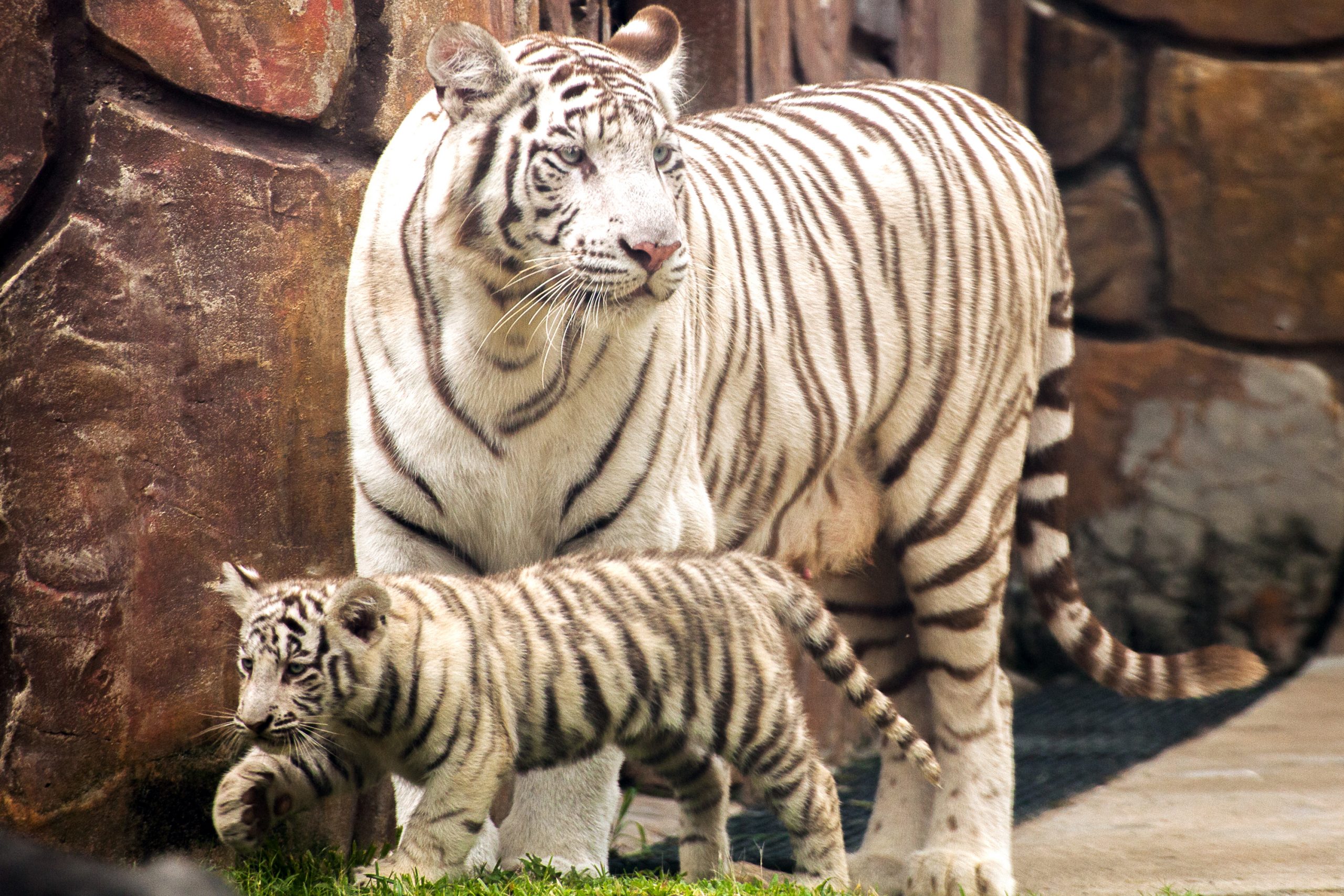 Os shows e o zoológico do Beto Carrero World